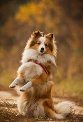 Shetland Sheepdog - Dog Breeders