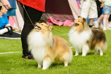 Sheltie Sweethearts - Dog Breeders