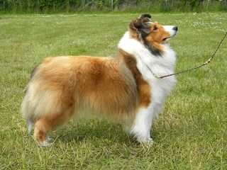 Duggan’s Shelties - Dog Breeders