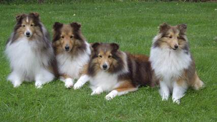 Shelties - Dog and Puppy Pictures