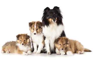 Shetland Sheepdog - Dog and Puppy Pictures