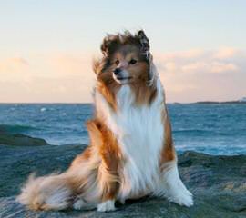 Angelic Shelties - Dog Breeders