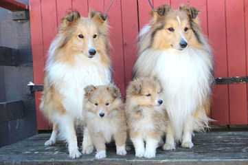 Piper’s Shelties - Dog and Puppy Pictures