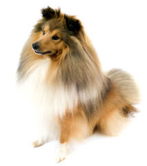 Shelties - Dog Breeders