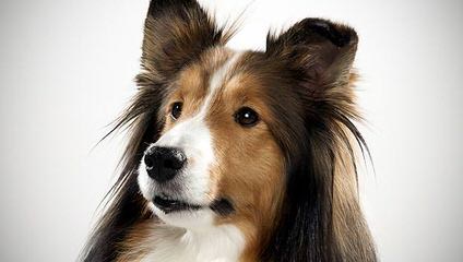 Sunridge Shelties - Dog Breeders