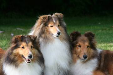 Sheltie Pups - Dog Breeders