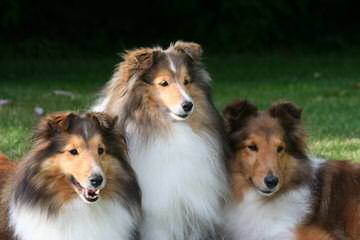 Sheltie Sweethearts - Dog and Puppy Pictures