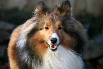 Shelties Pups For Sale - Dog Breeders