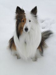 Piper’s Shelties - Dog Breeders