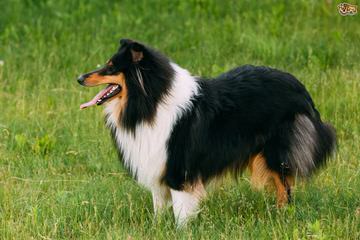 Shetland Sheep Puppies - Dog and Puppy Pictures