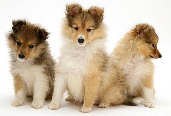 Sheltie Puppies - Dog Breeders