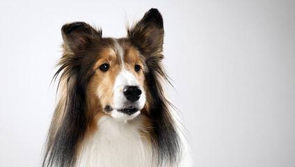 Shetland Sheepdog - Dog Breeders