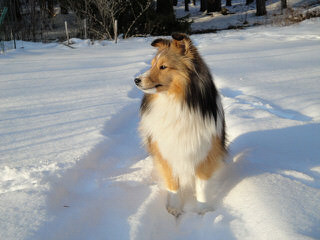 Shelties For Sale – P/F/S - Dog Breeders