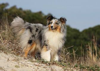 Angelic Shelties - Dog Breeders