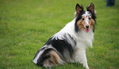 Sheltie Puppies For Sale. Male And Female - Dog Breeders