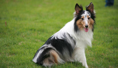 Shetland Sheepdog - Dog and Puppy Pictures