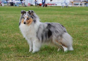 Shelties - Dog Breeders