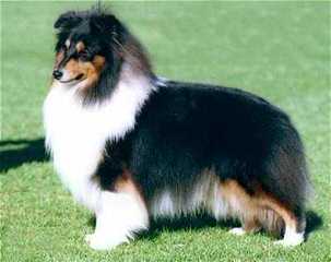 Akc Sheltie-Price Reduced! - Dog Breeders