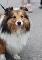 Shelties Pups For Sale - Dog Breeders