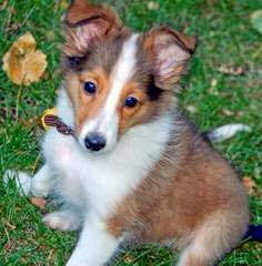 Crittersplus Shelties, Yorkies And Labradors - Dog Breeders