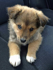 Shetland Sheepdog - Dog and Puppy Pictures