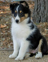 Blue Destiny Shelties - Dog Breeders