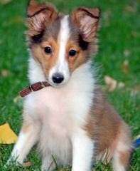 Sheltie Pups - Dog and Puppy Pictures