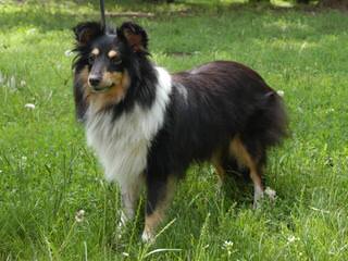 Angelic Shelties - Dog Breeders