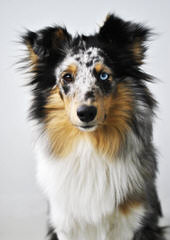 Fox Point Farm Toy Shelties and Poshies - Dog Breeders