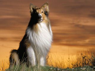 Sheltie Pups - Dog Breeders