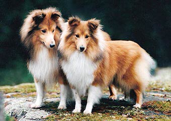 Shelties - Dog Breeders