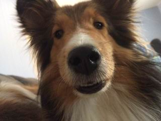 Sheltie Sweethearts - Dog Breeders