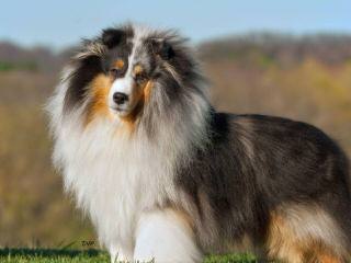 Family/Show/Agility Ukc/Akc Shetland Sheep Dogs - Dog and Puppy Pictures