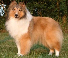 Shelties of Texas - Dog Breeders