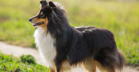 Blue Destiny Shelties - Dog Breeders