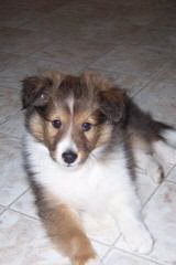 Sheltie Pups - Dog Breeders