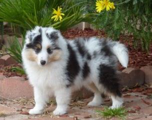 A&C Sheltie kennel - Dog Breeders