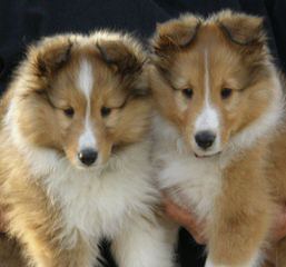 BellaRose Shelties - Dog Breeders