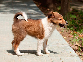 Shetland Sheep Puppies - Dog and Puppy Pictures