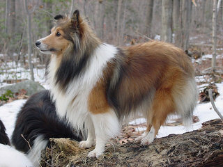 Family/Show/Agility Ukc/Akc Shetland Sheep Dogs - Dog Breeders