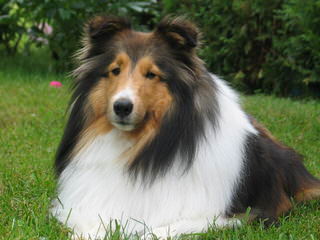 Shelties - Dog Breeders