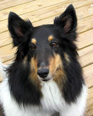 Duggan’s Shelties - Dog Breeders