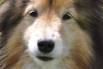 Sheltie Sweethearts - Dog and Puppy Pictures