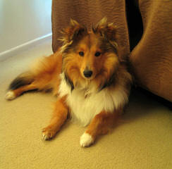 Sheltie Pups - Dog Breeders