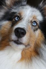 Sunridge Shelties - Dog Breeders