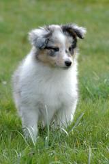 Morrow Shelties – Shetland Sheepdog - Dog and Puppy Pictures