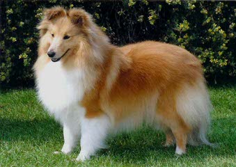 Fox Point Farm Toy Shelties and Poshies - Dog Breeders