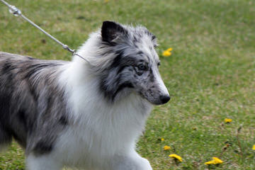 Akc Registered Sheltie Puppies For Sale - Dog Breeders