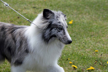 Sheltie Puppies For Sale. Male And Female - Dog Breeders