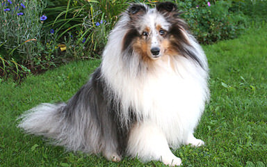 Crittersplus Shelties, Yorkies And Labradors - Dog and Puppy Pictures